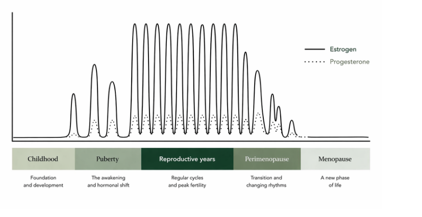 The Rhythm of a Woman's Life — estrogen and progesterone across childhood, puberty, reproductive years, perimenopause, and menopause