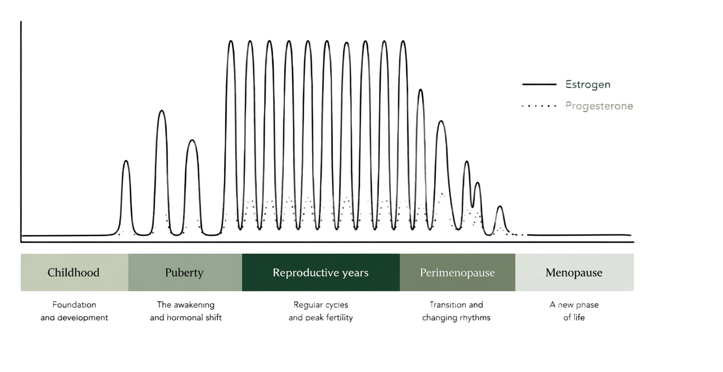 The Rhythm of a Woman's Life — estrogen and progesterone across childhood, puberty, reproductive years, perimenopause, and menopause